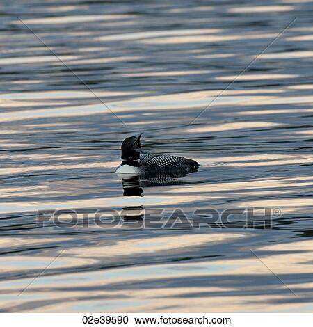 Loon on the water at Lake of the Woods, Ontario View Large Photo Image Stock Image - Loon on the water at Lake of the Woods, Ontario. Fotosearch