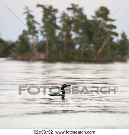 Loon on the water at Lake of the Woods, Ontario View Large Photo Image Stock Image - Loon on the water at Lake of the Woods, Ontario. Fotosearch