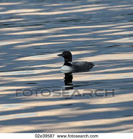 Loon on the water at Lake of the Woods, Ontario View Large Photo Image Stock Photo - Loon on the water at Lake of the Woods, Ontario. Fotosearch