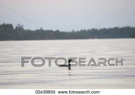 Loon on the water at Lake of the Woods, Ontario View Large Photo Image Stock Photography - Loon on the water at Lake of the Woods, Ontario. Fotosearch
