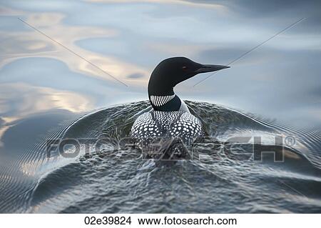 Loon swimming in the water at Lake of the Woods, Ontario View Large Photo Image Picture - Loon swimming in the water at Lake of the Woods, Ontario. Fotosearch