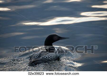Loon swimming in the water at Lake of the Woods, Ontario View Large Photo Image Stock Image - Loon swimming in the water at Lake of the Woods, Ontario. Fotosearch
