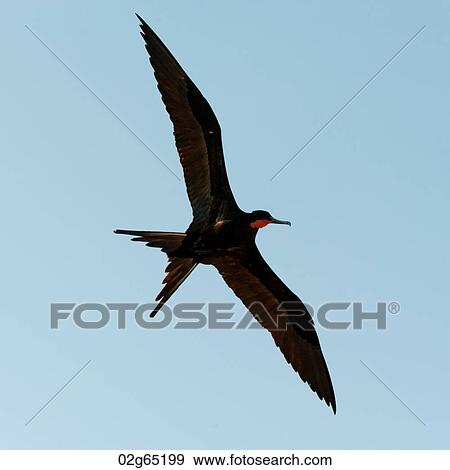 Low angle view of a Great frigatebird (Fregata minor) flying in the sky, Prince Philip's Steps, Genovesa Island, Galapagos Islands, Ecuador View Large Photo Image Stock Photo - Low angle view of a Great frigatebird (Fregata minor) flying in the sky, Prince Philip's Steps, Genovesa Island, Galapagos Islands, Ecuador. Fotosearch