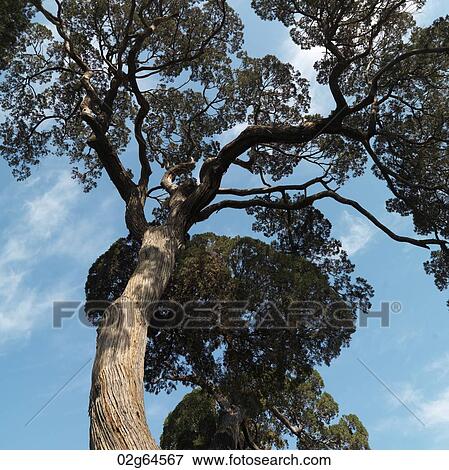 Low angle view of a tree at the Imperial Garden, Forbidden City, Beijing, China View Large Photo Image Stock Photo - Low angle view of a tree at the Imperial Garden, Forbidden City, Beijing, China. Fotosearch