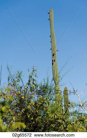 Stock Image - Low angle view of Candelabra Cactus, Puerto Baquerizo Moreno, San Cristobal Island, Galapagos Islands, Ecuador. Fotosearch