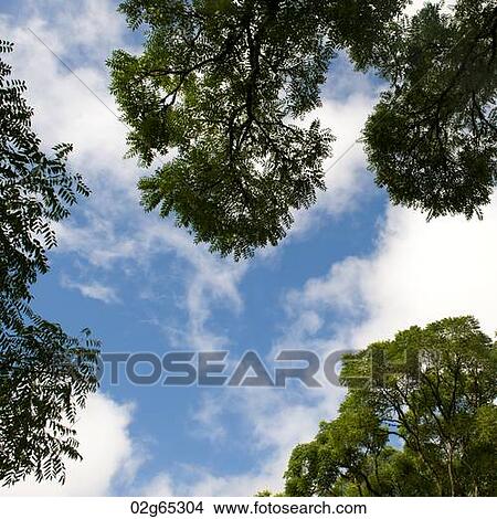 Low angle view of sky, Santa Cruz Island, Galapagos Islands, Ecuador View Large Photo Image Picture - Low angle view of sky, Santa Cruz Island, Galapagos Islands, Ecuador. Fotosearch