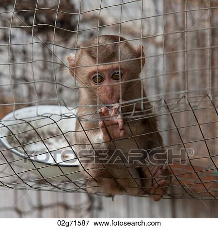 Macaque in a zoo, Thailand View Large Photo Image Stock Photo - Macaque in a zoo, Thailand. Fotosearch