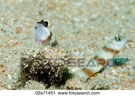 Stock Image - Magnus' Partner Goby. Fotosearch