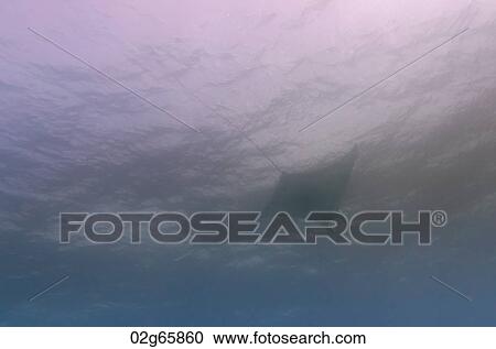 Manta Ray (Manta birostris) swimming underwater, Santa Cruz Island, Galapagos Islands, Ecuador View Large Photo Image Stock Image - Manta Ray (Manta birostris) swimming underwater, Santa Cruz Island, Galapagos Islands, Ecuador. Fotosearch