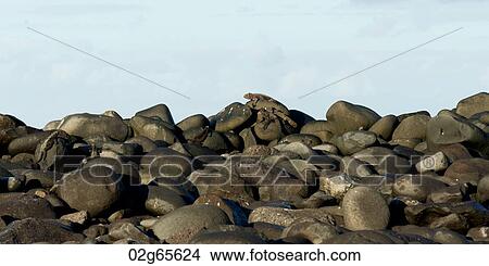 Marine iguana (Amblyrhynchus cristatus) on rocks, Punta Suarez, Espanola Island, Galapagos Islands, Ecuador View Large Photo Image Picture - Marine iguana (Amblyrhynchus cristatus) on rocks, Punta Suarez, Espanola Island, Galapagos Islands, Ecuador. Fotosearch