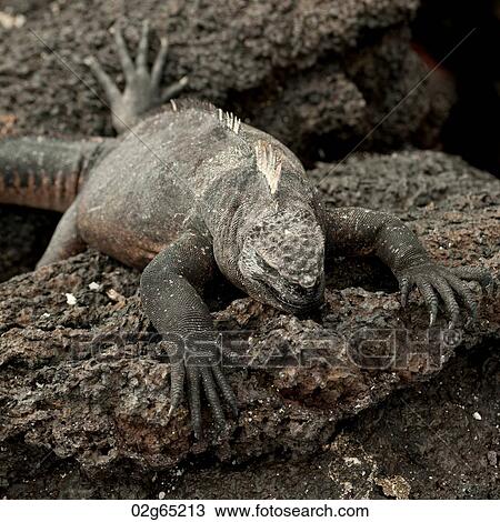 Marine iguana (Amblyrhynchus cristatus) resting on a rock, Punta Espinoza, Fernandina Island, Galapagos Islands, Ecuador View Large Photo Image Stock Image - Marine iguana (Amblyrhynchus cristatus) resting on a rock, Punta Espinoza, Fernandina Island, Galapagos Islands, Ecuador. Fotosearch