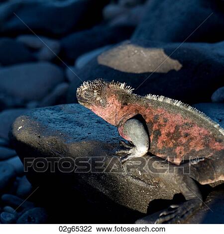 Marine iguana (Amblyrhynchus cristatus) on a rock, Punta Suarez, Espanola Island, Galapagos Islands, Ecuador View Large Photo Image Stock Image - Marine iguana (Amblyrhynchus cristatus) on a rock, Punta Suarez, Espanola Island, Galapagos Islands, Ecuador. Fotosearch