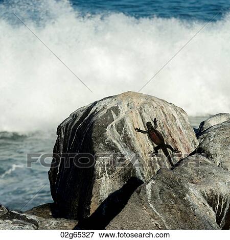 Marine iguana (Amblyrhynchus cristatus) on a rock, Punta Suarez, Espanola Island, Galapagos Islands, Ecuador View Large Photo Image Stock Photo - Marine iguana (Amblyrhynchus cristatus) on a rock, Punta Suarez, Espanola Island, Galapagos Islands, Ecuador. Fotosearch