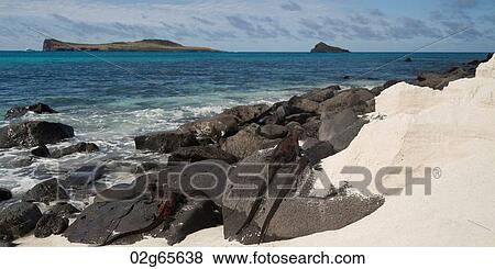 Marine iguana (Amblyrhynchus cristatus) on rocks, Punta Suarez, Espanola Island, Galapagos Islands, Ecuador View Large Photo Image Stock Photo - Marine iguana (Amblyrhynchus cristatus) on rocks, Punta Suarez, Espanola Island, Galapagos Islands, Ecuador. Fotosearch
