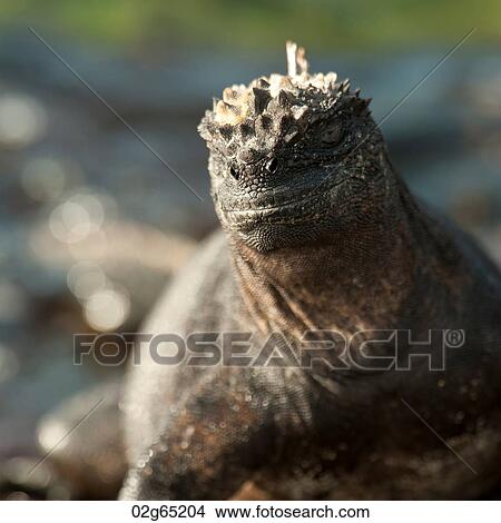 Marine iguana (Amblyrhynchus cristatus), Punta Espinoza, Fernandina Island, Galapagos Islands, Ecuador View Large Photo Image Picture - Marine iguana (Amblyrhynchus cristatus), Punta Espinoza, Fernandina Island, Galapagos Islands, Ecuador. Fotosearch