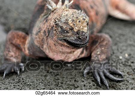 Marine iguana (Amblyrhynchus cristatus), Puerto Egas, Santiago Island, Galapagos Islands, Ecuador View Large Photo Image Picture - Marine iguana (Amblyrhynchus cristatus), Puerto Egas, Santiago Island, Galapagos Islands, Ecuador. Fotosearch