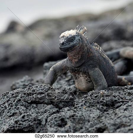 Marine iguana (Amblyrhynchus cristatus), Puerto Egas, Santiago Island, Galapagos Islands, Ecuador View Large Photo Image Stock Image - Marine iguana (Amblyrhynchus cristatus), Puerto Egas, Santiago Island, Galapagos Islands, Ecuador. Fotosearch