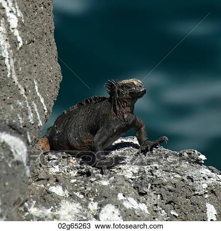 Stock Image - Marine iguana (Amblyrhynchus cristatus), North Seymour Island, Galapagos Islands, Ecuador. Fotosearch