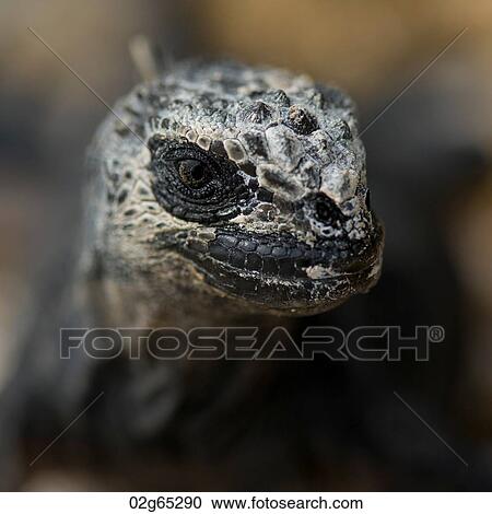 Marine iguana (Amblyrhynchus cristatus), North Seymour Island, Galapagos Islands, Ecuador View Large Photo Image Stock Image - Marine iguana (Amblyrhynchus cristatus), North Seymour Island, Galapagos Islands, Ecuador. Fotosearch