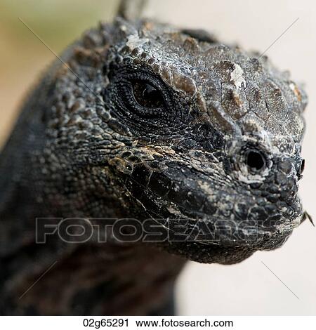 Marine iguana (Amblyrhynchus cristatus), North Seymour Island, Galapagos Islands, Ecuador View Large Photo Image Stock Image - Marine iguana (Amblyrhynchus cristatus), North Seymour Island, Galapagos Islands, Ecuador. Fotosearch