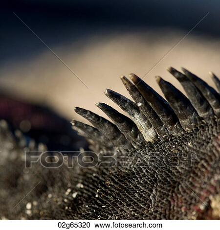 Marine iguana (Amblyrhynchus cristatus), Punta Suarez, Espanola Island, Galapagos Islands, Ecuador View Large Photo Image Stock Image - Marine iguana (Amblyrhynchus cristatus), Punta Suarez, Espanola Island, Galapagos Islands, Ecuador. Fotosearch
