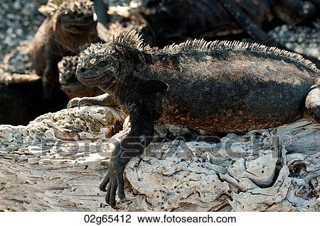 Marine iguana (Amblyrhynchus cristatus), Punta Espinoza, Fernandina Island, Galapagos Islands, Ecuador View Large Photo Image Stock Image - Marine iguana (Amblyrhynchus cristatus), Punta Espinoza, Fernandina Island, Galapagos Islands, Ecuador. Fotosearch