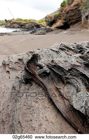 Marine iguana (Amblyrhynchus cristatus), Puerto Egas, Santiago Island, Galapagos Islands, Ecuador View Large Photo Image Stock Image - Marine iguana (Amblyrhynchus cristatus), Puerto Egas, Santiago Island, Galapagos Islands, Ecuador. Fotosearch