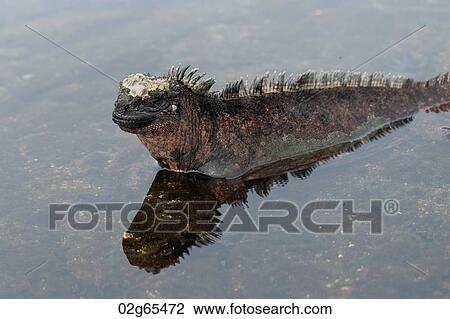 Marine iguana (Amblyrhynchus cristatus), Puerto Egas, Santiago Island, Galapagos Islands, Ecuador View Large Photo Image Stock Image - Marine iguana (Amblyrhynchus cristatus), Puerto Egas, Santiago Island, Galapagos Islands, Ecuador. Fotosearch