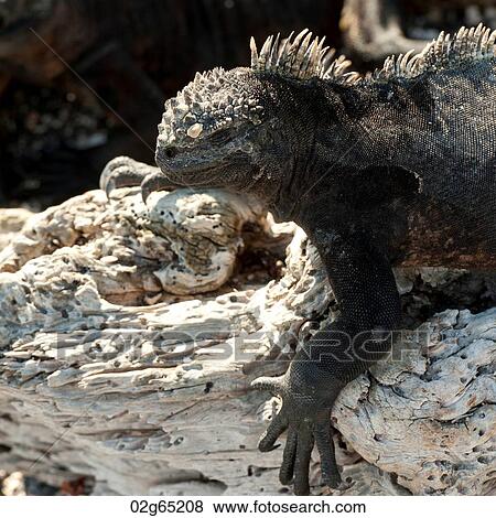 Marine iguana (Amblyrhynchus cristatus), Punta Espinoza, Fernandina Island, Galapagos Islands, Ecuador View Large Photo Image Stock Photo - Marine iguana (Amblyrhynchus cristatus), Punta Espinoza, Fernandina Island, Galapagos Islands, Ecuador. Fotosearch