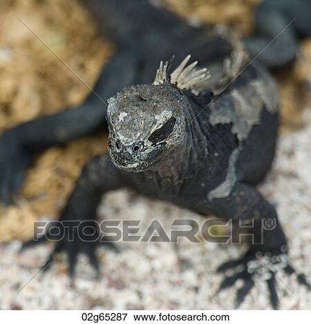 Marine iguana (Amblyrhynchus cristatus), North Seymour Island, Galapagos Islands, Ecuador View Large Photo Image Stock Photo - Marine iguana (Amblyrhynchus cristatus), North Seymour Island, Galapagos Islands, Ecuador. Fotosearch