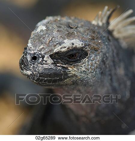 Stock Photo - Marine iguana (Amblyrhynchus cristatus), North Seymour Island, Galapagos Islands, Ecuador. Fotosearch
