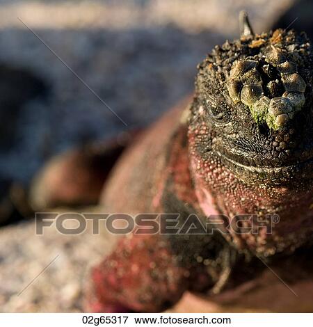 Marine iguana (Amblyrhynchus cristatus), Punta Suarez, Espanola Island, Galapagos Islands, Ecuador View Large Photo Image Stock Photo - Marine iguana (Amblyrhynchus cristatus), Punta Suarez, Espanola Island, Galapagos Islands, Ecuador. Fotosearch