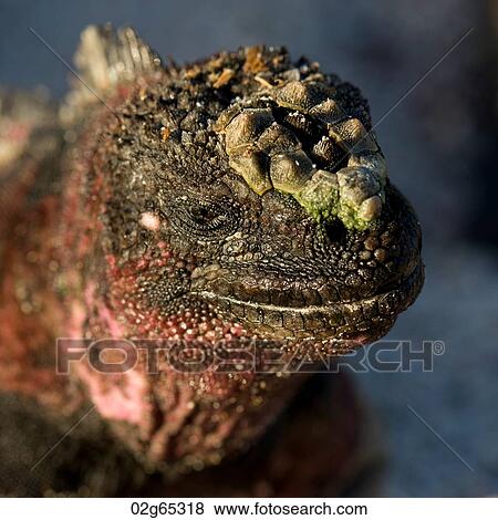 Marine iguana (Amblyrhynchus cristatus), Punta Suarez, Espanola Island, Galapagos Islands, Ecuador View Large Photo Image Stock Photo - Marine iguana (Amblyrhynchus cristatus), Punta Suarez, Espanola Island, Galapagos Islands, Ecuador. Fotosearch