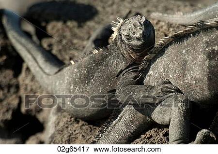 Stock Photo - Marine iguana (Amblyrhynchus cristatus), Punta Espinoza, Fernandina Island, Galapagos Islands, Ecuador. Fotosearch