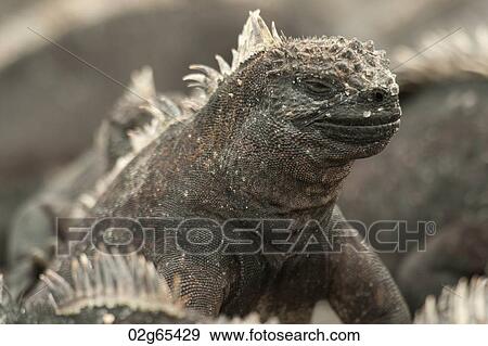 Marine iguana, (Amblyrhynchus cristatus), Punta Espinoza, Fernandina Island, Galapagos Islands, Ecuador View Large Photo Image Stock Photo - Marine iguana, (Amblyrhynchus cristatus), Punta Espinoza, Fernandina Island, Galapagos Islands, Ecuador. Fotosearch