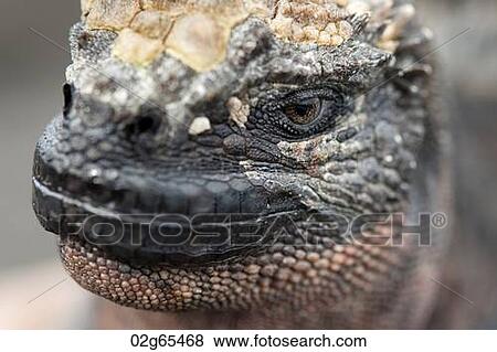 Marine iguana (Amblyrhynchus cristatus), Puerto Egas, Santiago Island, Galapagos Islands, Ecuador View Large Photo Image Stock Photo - Marine iguana (Amblyrhynchus cristatus), Puerto Egas, Santiago Island, Galapagos Islands, Ecuador. Fotosearch