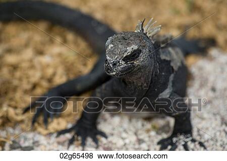 Marine iguana (Amblyrhynchus cristatus), North Seymour Island, Galapagos Islands, Ecuador View Large Photo Image Stock Photo - Marine iguana (Amblyrhynchus cristatus), North Seymour Island, Galapagos Islands, Ecuador. Fotosearch