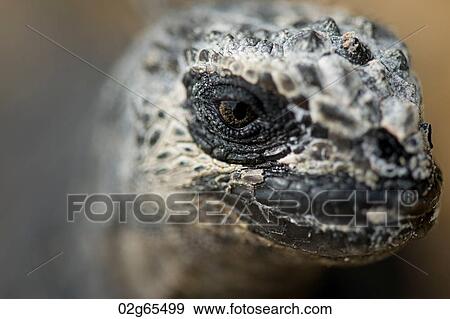 Marine iguana (Amblyrhynchus cristatus), North Seymour Island, Galapagos Islands, Ecuador View Large Photo Image Stock Photo - Marine iguana (Amblyrhynchus cristatus), North Seymour Island, Galapagos Islands, Ecuador. Fotosearch