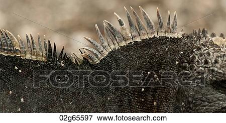 Marine iguana (Amblyrhynchus cristatus), Punta Espinoza, Fernandina Island, Galapagos Islands, Ecuador View Large Photo Image Stock Photo - Marine iguana (Amblyrhynchus cristatus), Punta Espinoza, Fernandina Island, Galapagos Islands, Ecuador. Fotosearch