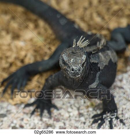 Stock Photograph - Marine iguana (Amblyrhynchus cristatus), North Seymour Island, Galapagos Islands, Ecuador. Fotosearch
