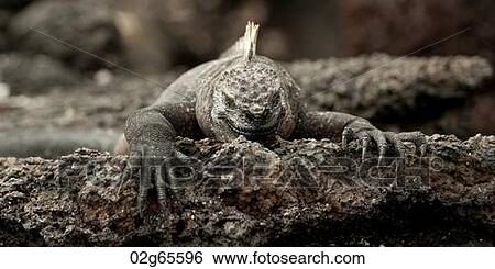 Marine iguana (Amblyrhynchus cristatus), Punta Espinoza, Fernandina Island, Galapagos Islands, Ecuador View Large Photo Image Stock Photograph - Marine iguana (Amblyrhynchus cristatus), Punta Espinoza, Fernandina Island, Galapagos Islands, Ecuador. Fotosearch