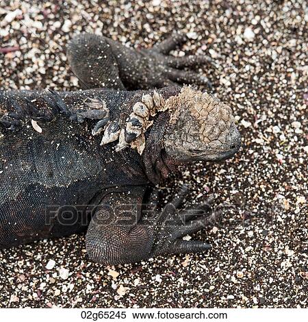 Marine iguana (Amblyrhynchus cristatus), Puerto Egas, Santiago Island, Galapagos Islands, Ecuador View Large Photo Image Stock Photography - Marine iguana (Amblyrhynchus cristatus), Puerto Egas, Santiago Island, Galapagos Islands, Ecuador. Fotosearch