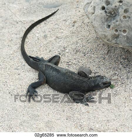Marine iguana (Amblyrhynchus cristatus), North Seymour Island, Galapagos Islands, Ecuador View Large Photo Image Stock Photography - Marine iguana (Amblyrhynchus cristatus), North Seymour Island, Galapagos Islands, Ecuador. Fotosearch