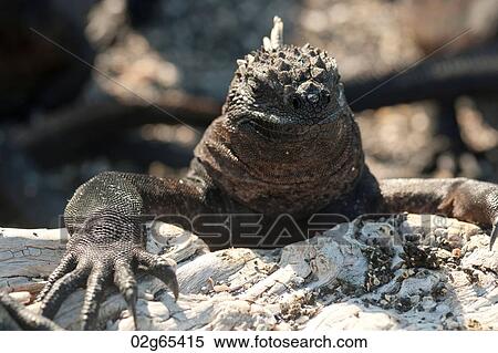 Marine iguana (Amblyrhynchus cristatus), Punta Espinoza, Fernandina Island, Galapagos Islands, Ecuador View Large Photo Image Stock Photography - Marine iguana (Amblyrhynchus cristatus), Punta Espinoza, Fernandina Island, Galapagos Islands, Ecuador. Fotosearch