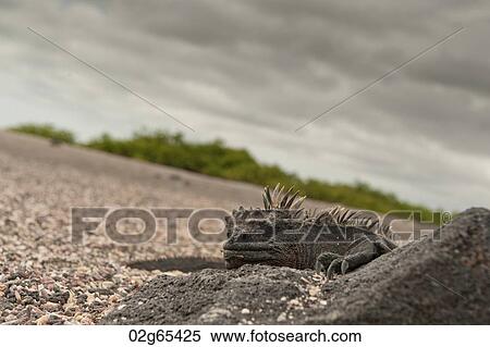 Marine iguana (Amblyrhynchus cristatus), Punta Espinoza, Fernandina Island, Galapagos Islands, Ecuador View Large Photo Image Stock Photography - Marine iguana (Amblyrhynchus cristatus), Punta Espinoza, Fernandina Island, Galapagos Islands, Ecuador. Fotosearch