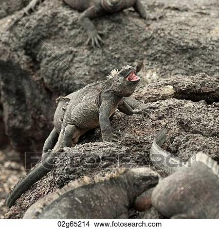 Marine iguanas (Amblyrhynchus cristatus) on rocks, Punta Espinoza, Fernandina Island, Galapagos Islands, Ecuador View Large Photo Image Picture - Marine iguanas (Amblyrhynchus cristatus) on rocks, Punta Espinoza, Fernandina Island, Galapagos Islands, Ecuador. Fotosearch