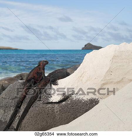Marine iguanas (Amblyrhynchus cristatus) on rock at the coast, Gardner Bay, Espanola Island, Galapagos Islands, Ecuador View Large Photo Image Picture - Marine iguanas (Amblyrhynchus cristatus) on rock at the coast, Gardner Bay, Espanola Island, Galapagos Islands, Ecuador. Fotosearch