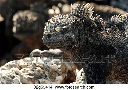 Marine iguanas (Amblyrhynchus cristatus), Punta Espinoza, Fernandina Island, Galapagos Islands, Ecuador View Large Photo Image Picture - Marine iguanas (Amblyrhynchus cristatus), Punta Espinoza, Fernandina Island, Galapagos Islands, Ecuador. Fotosearch