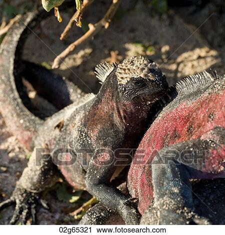 Marine iguanas (Amblyrhynchus cristatus), Punta Suarez, Espanola Island, Galapagos Islands, Ecuador View Large Photo Image Stock Image - Marine iguanas (Amblyrhynchus cristatus), Punta Suarez, Espanola Island, Galapagos Islands, Ecuador. Fotosearch