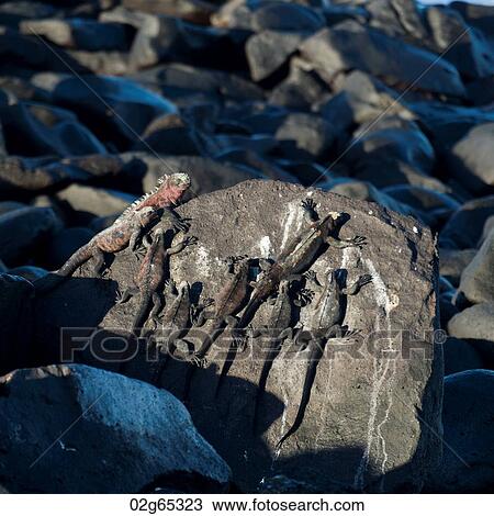 Marine iguanas (Amblyrhynchus cristatus), Punta Suarez, Espanola Island, Galapagos Islands, Ecuador View Large Photo Image Stock Image - Marine iguanas (Amblyrhynchus cristatus), Punta Suarez, Espanola Island, Galapagos Islands, Ecuador. Fotosearch